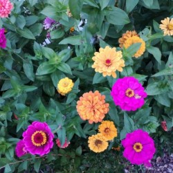Wonderful colors